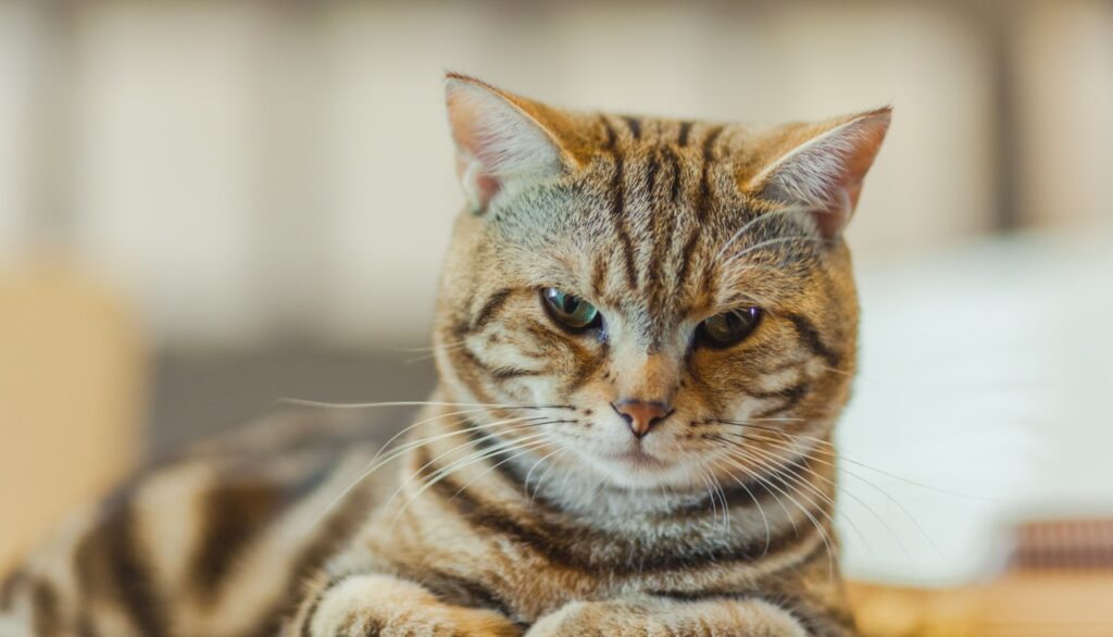 American shorthair cat