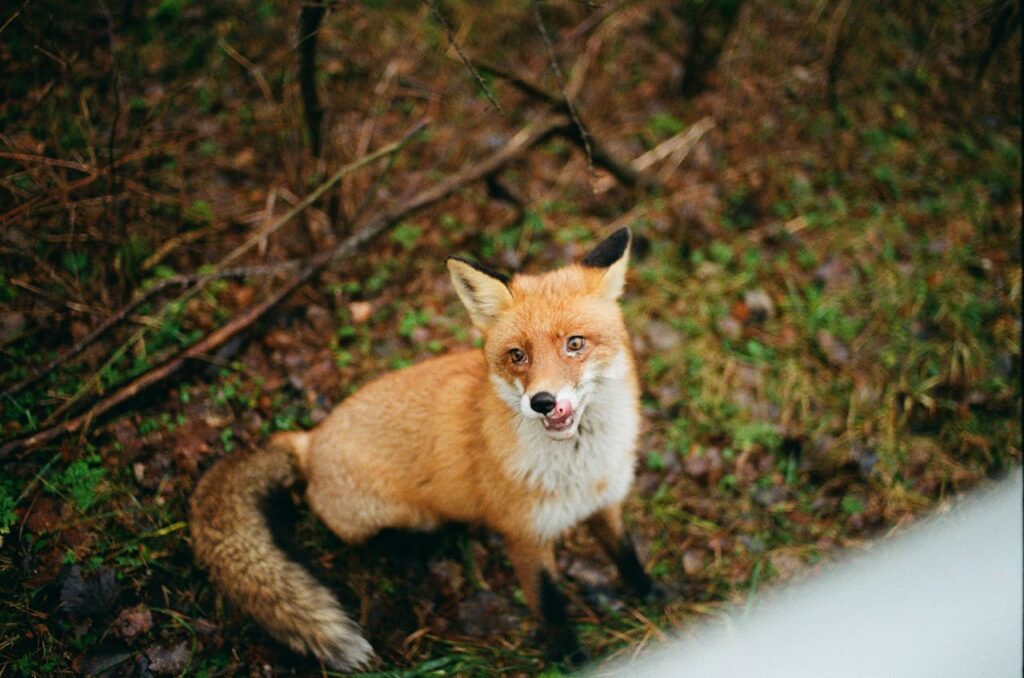 Red fox looking up in a forest clearing