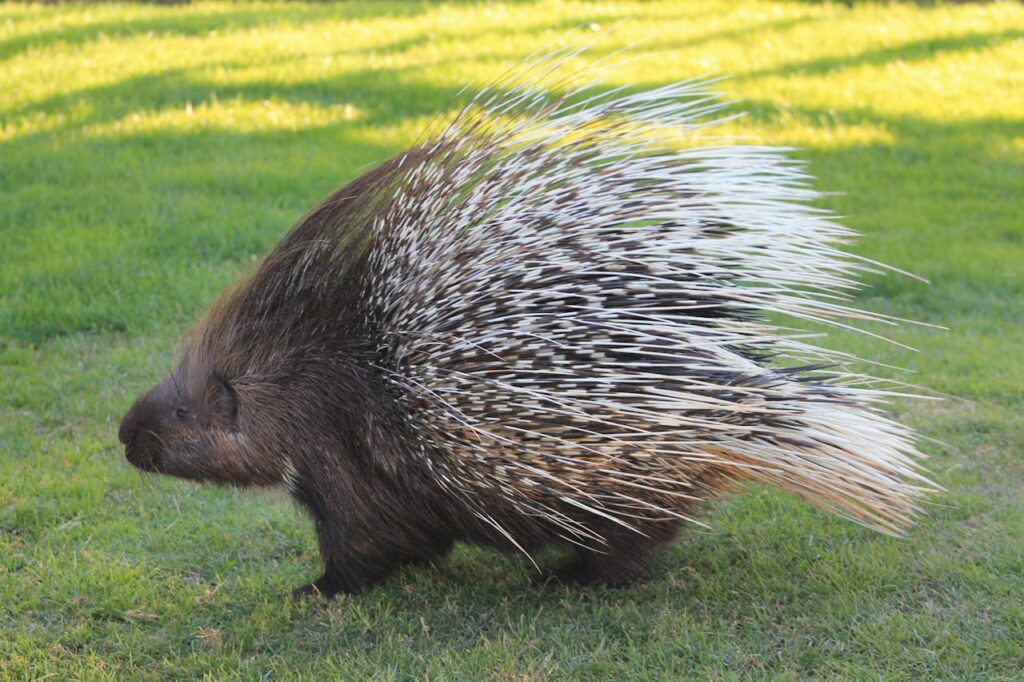Porcupine walking on grassy green field