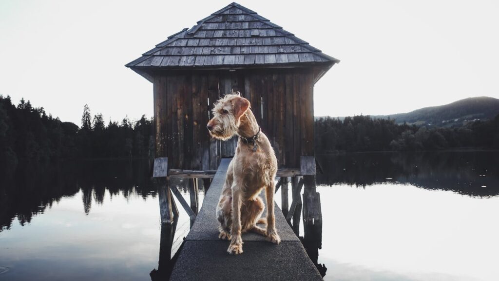 Irish Terrier in outdoor settings
