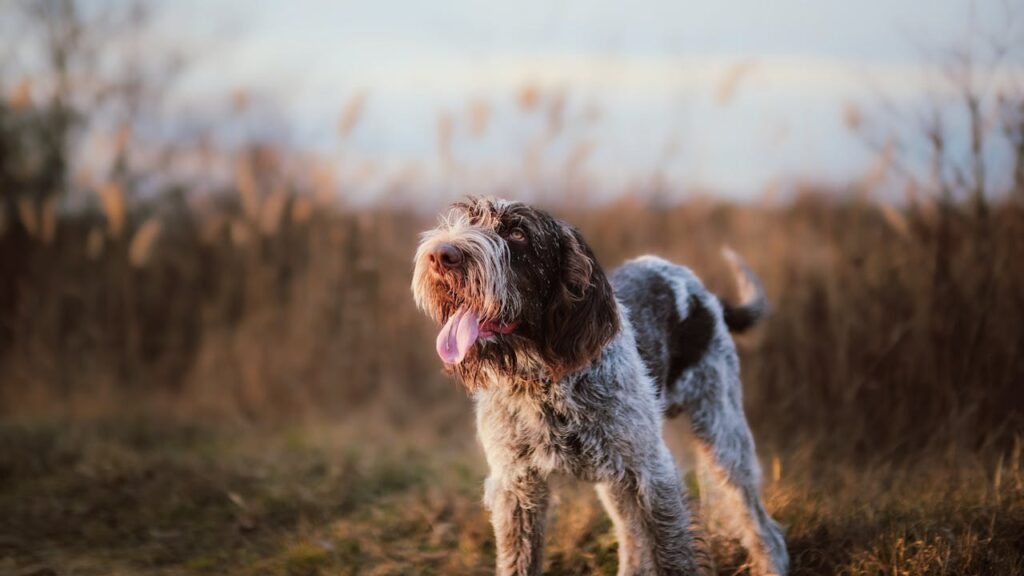 Wirehaired Pointing Griffon dog standing in meadow