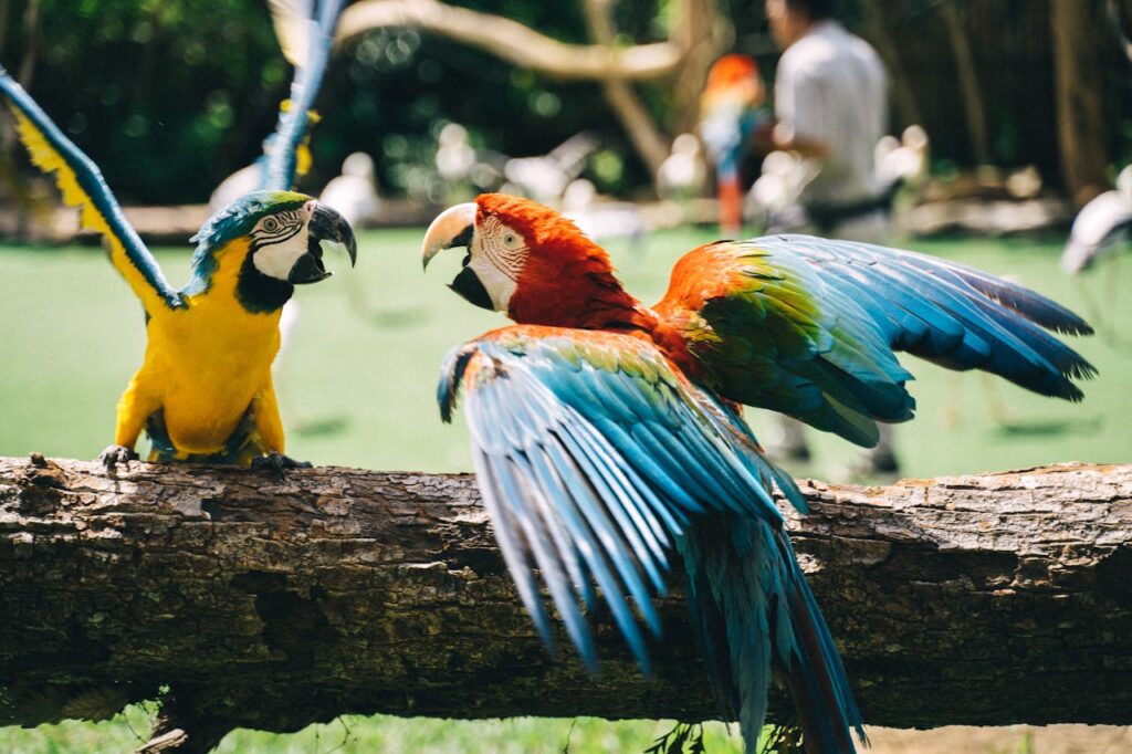 Blue-and-yellow macaw and scarlet macaw interacting