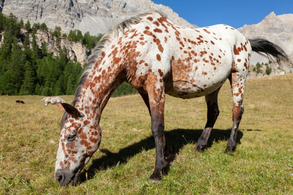 Appaloosa