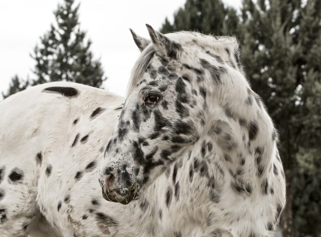 Appaloosa