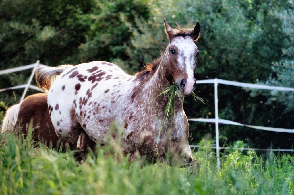 Appaloosa