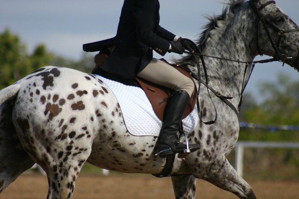 Appaloosa