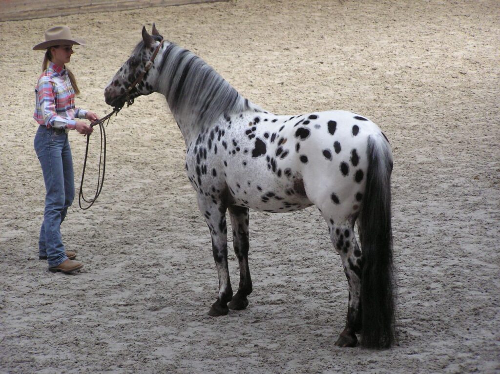 Appaloosa_stallion