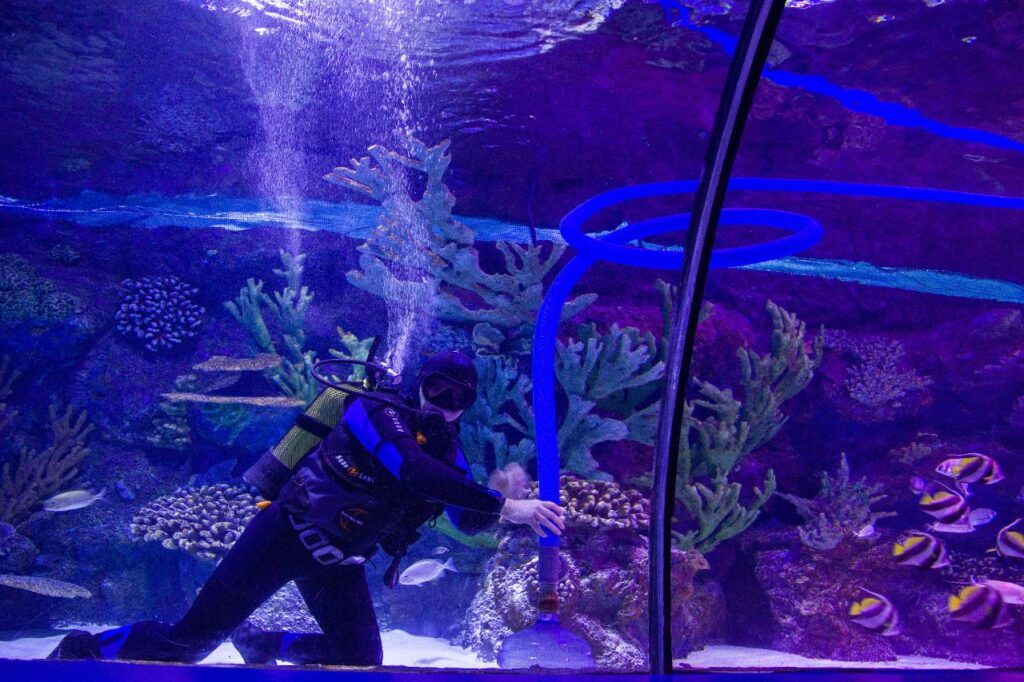 Aquarium Cleaning