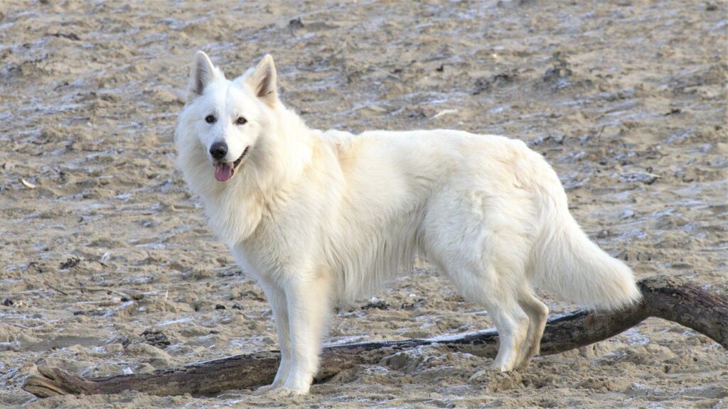 A White German Shepherd standing erect
