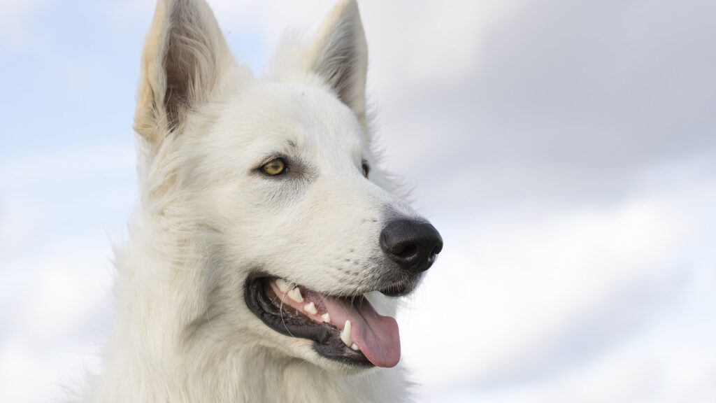 Closeup of a White German Shepherd