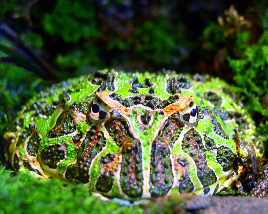 Argentine_horned_frog_(Ceratophrys_ornata)