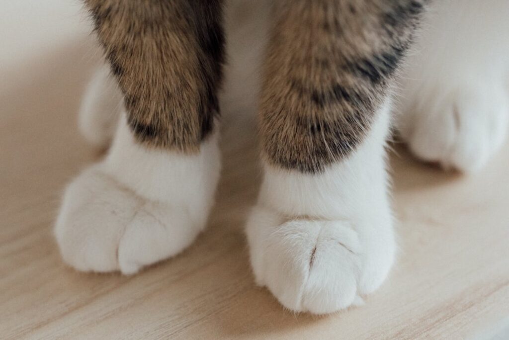 Close-up of a cat's white paws on a wooden surface