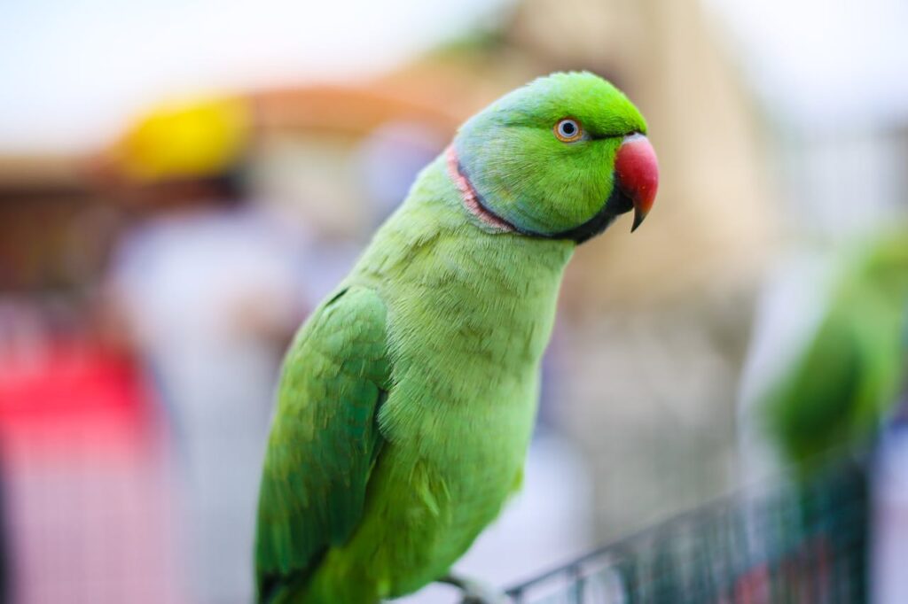 Indian Ringneck Parakeets