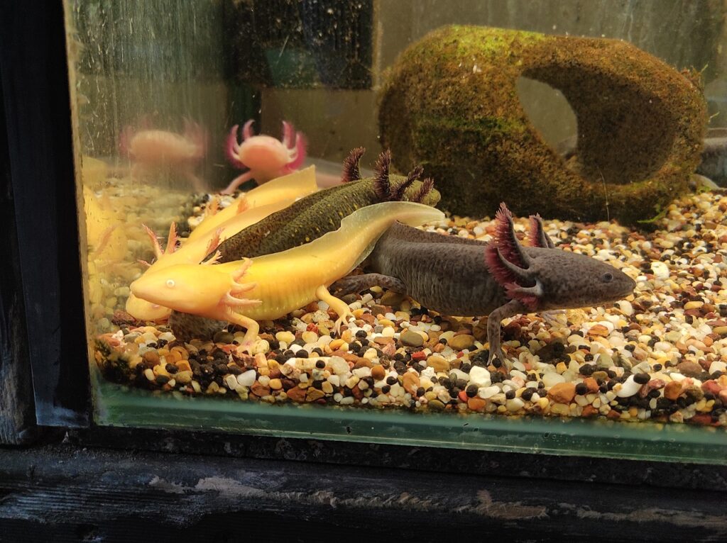 axolotl