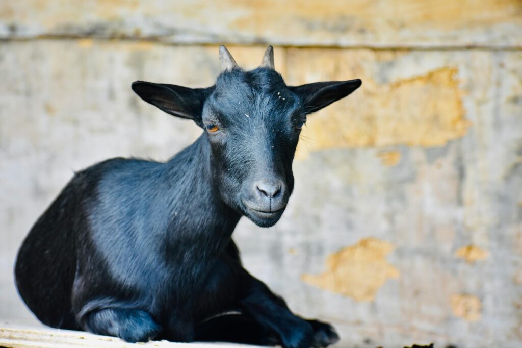 An American Pygmy goat