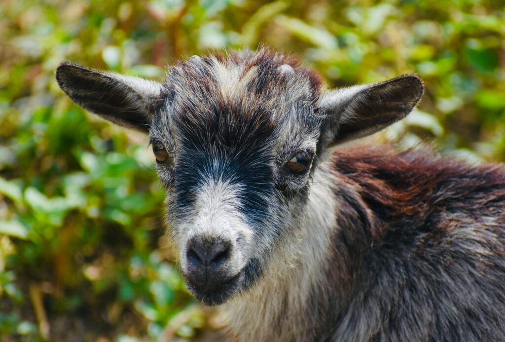 Closeup of a Pygmy goat