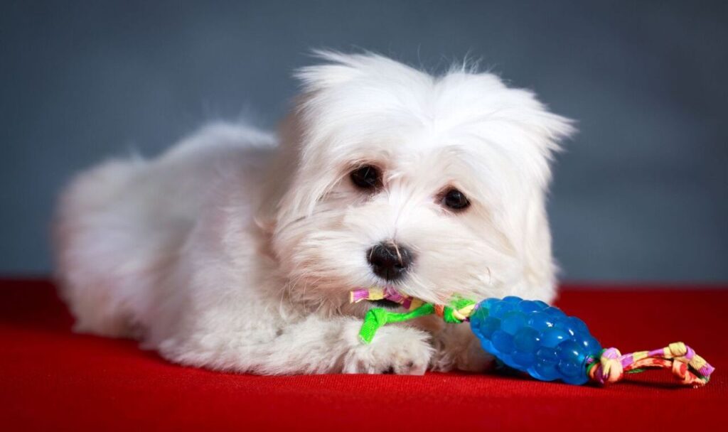 Maltese with blue chew toy