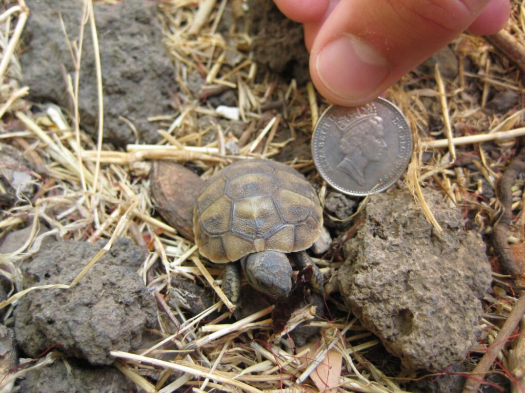 Baby_tortoise