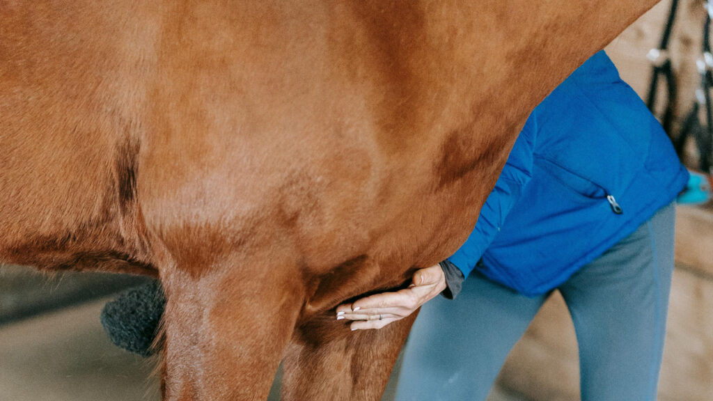 Horse being checked by a doctor