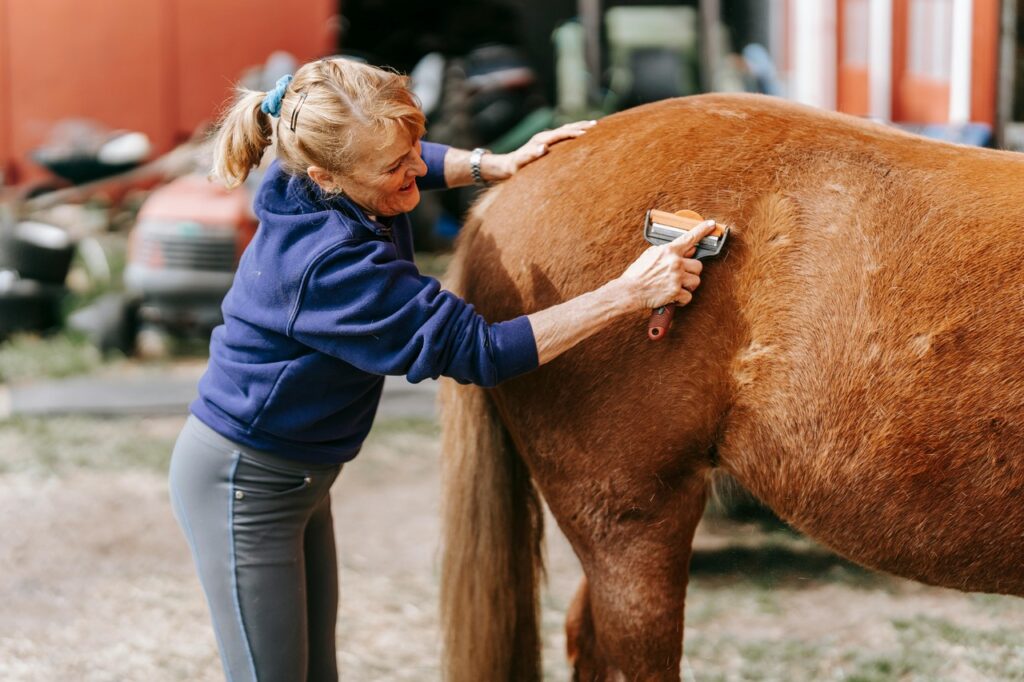 Horse being groomed