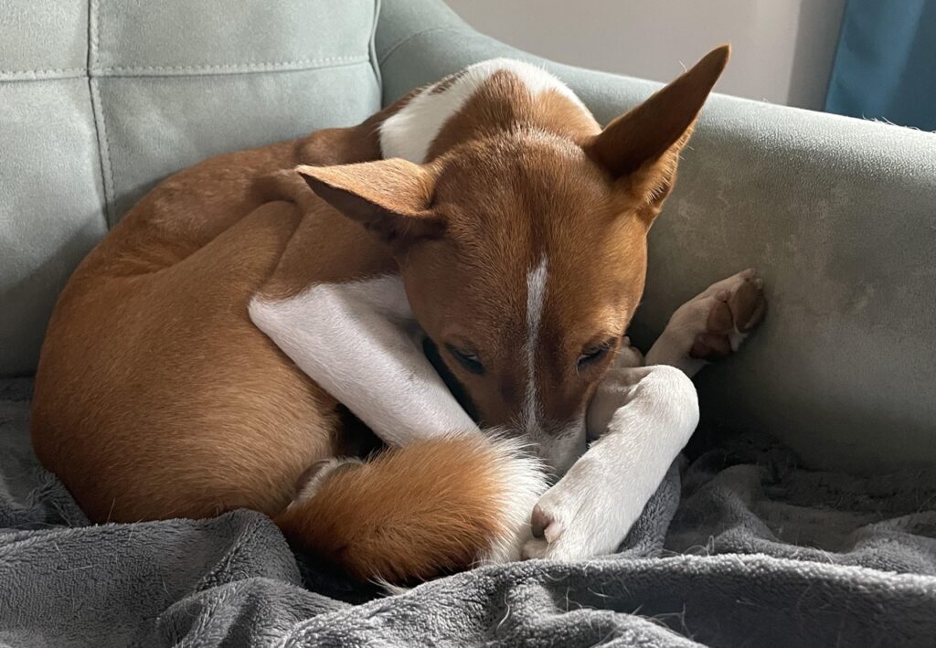 Basenji Sleeping