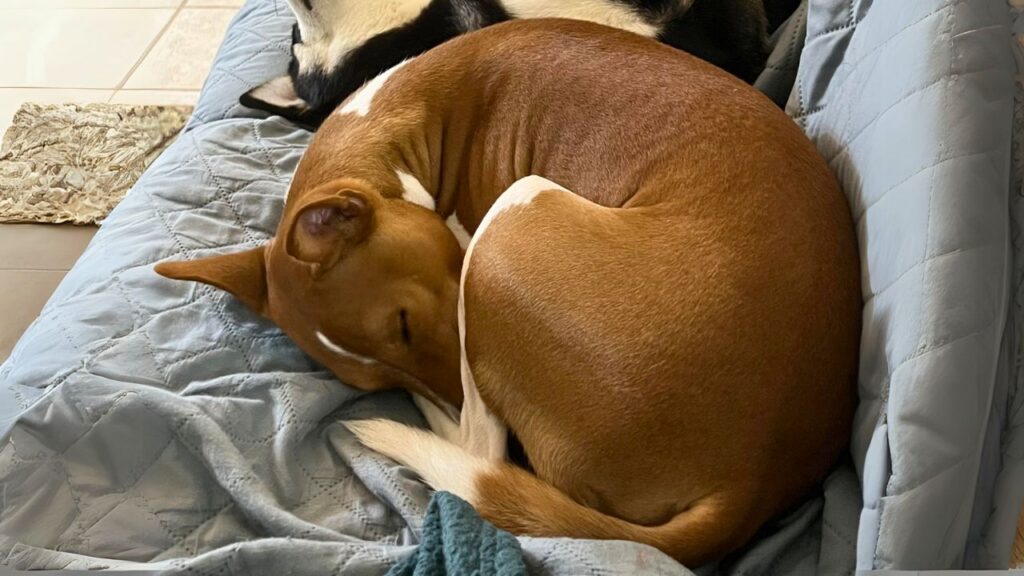 Basenji Sleeping dog