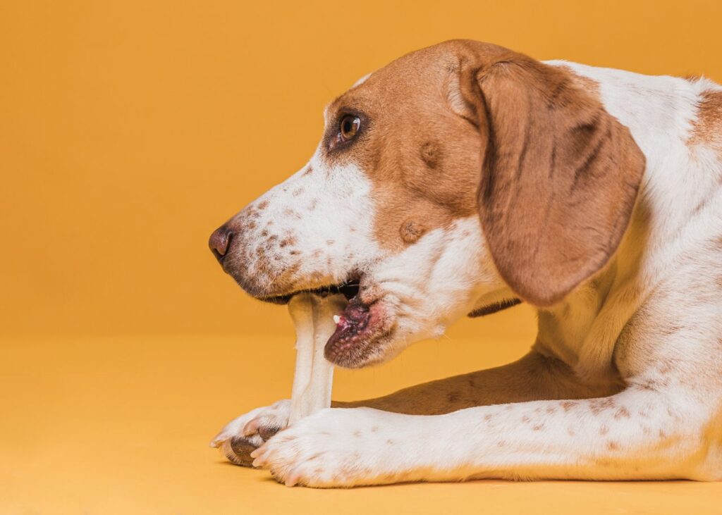 Beagle Chewing