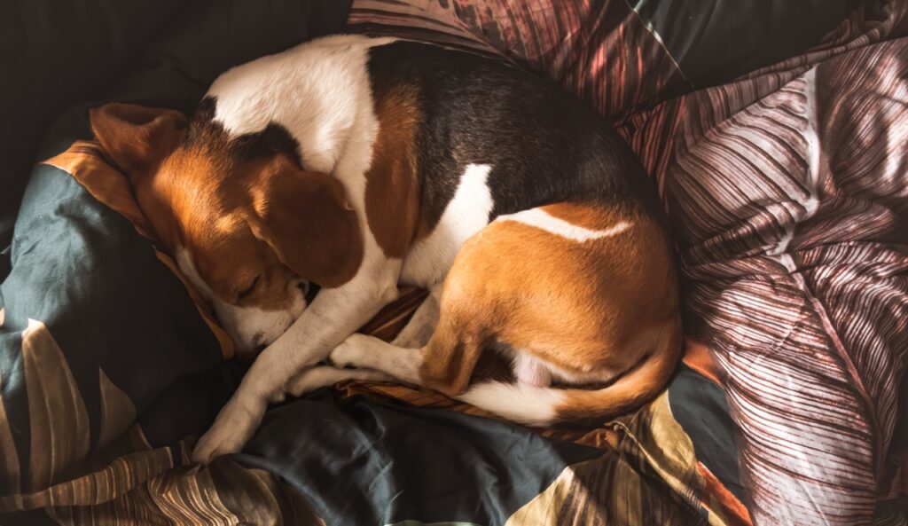 Beagle dog sleeping on the bed