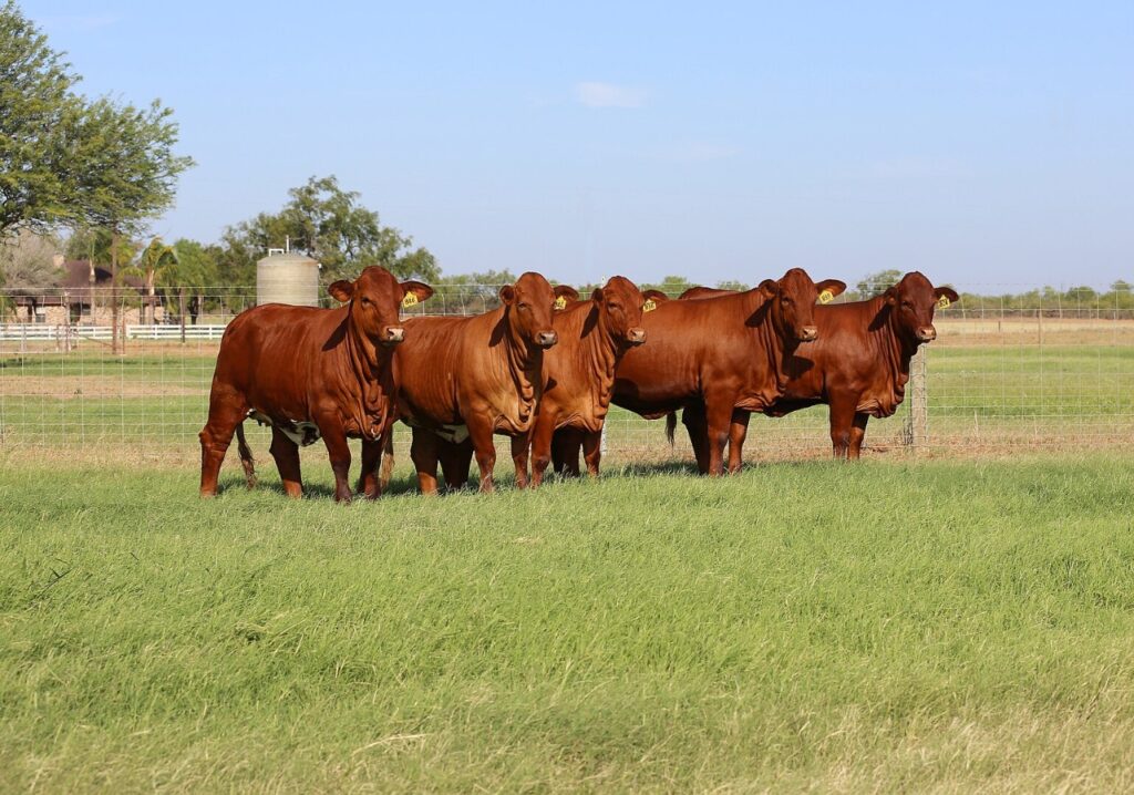 A herd of Beefmaster cows