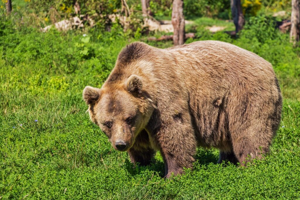A Brown bear in the wild