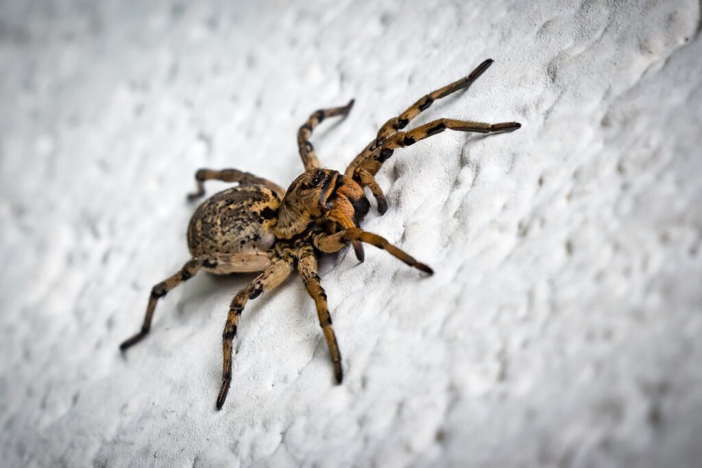 Spider on a wall