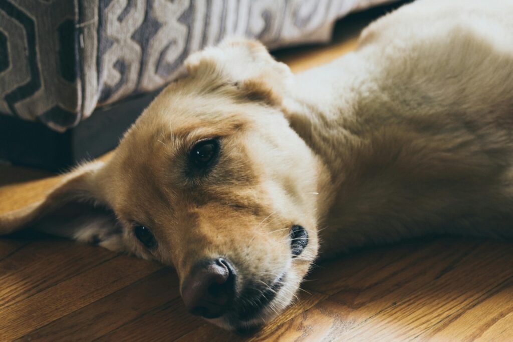A Blurry eyed dog