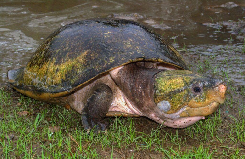big headed turtle