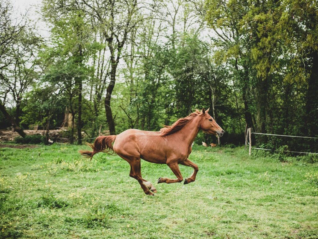 Horse galloping