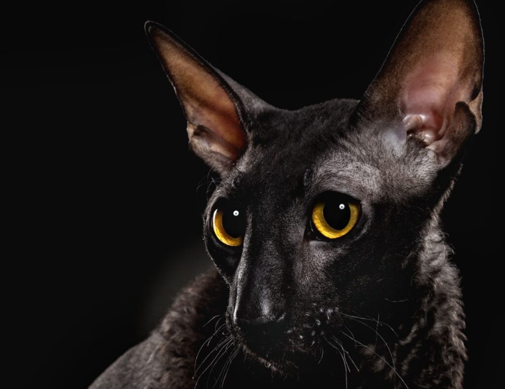 Black Cornish Rex