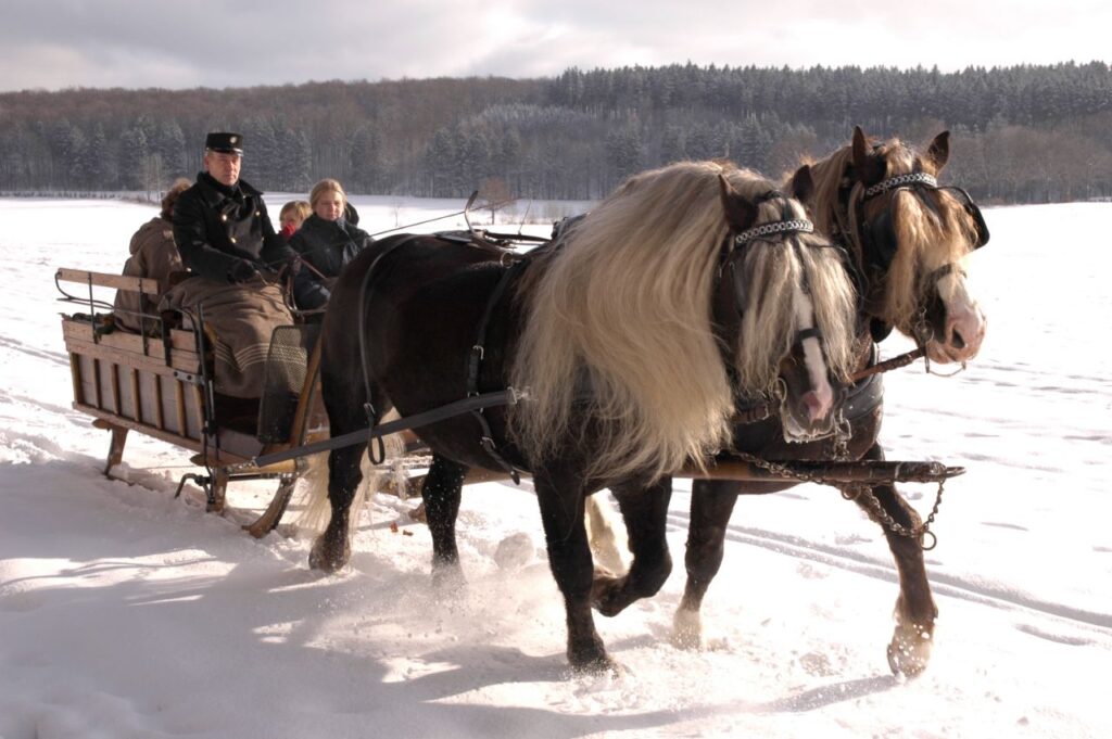 Black Forest Horse (Schwarzwälder Kaltblut)