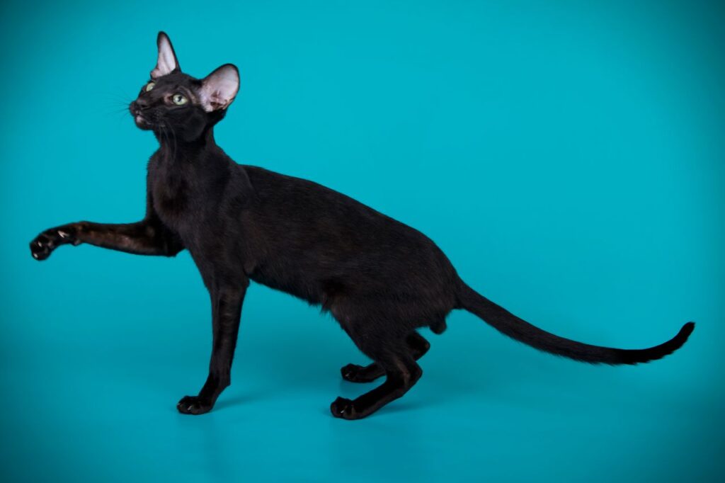 Black Oriental Shorthair
