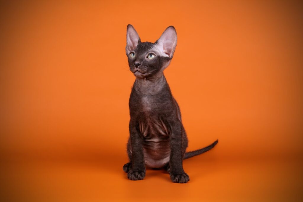 Black Sphynx