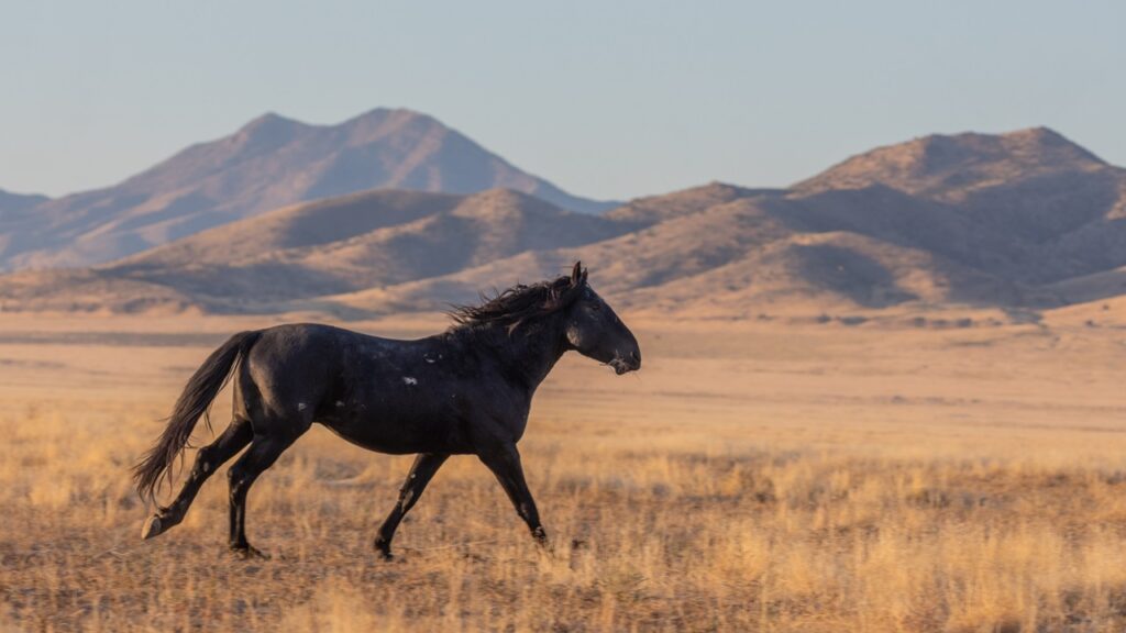 Black horse running