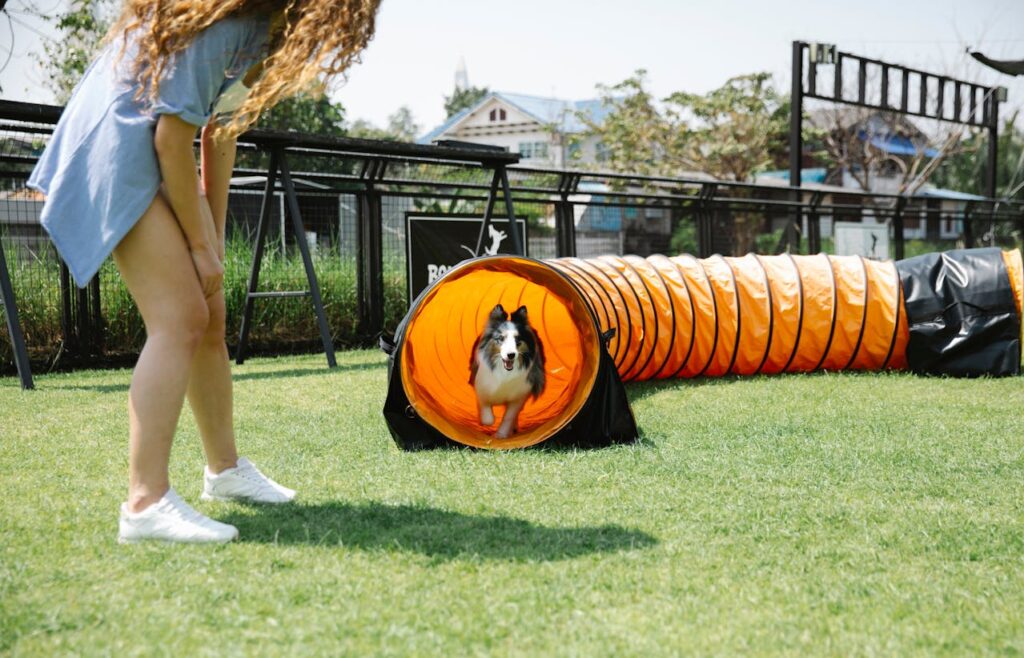 Shetland Sheepdog in agility tunnel backyard