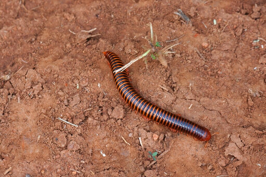 Millipede crawling away