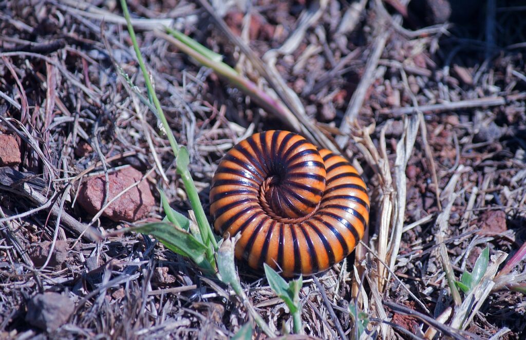 Millipede in an outdoor terrain