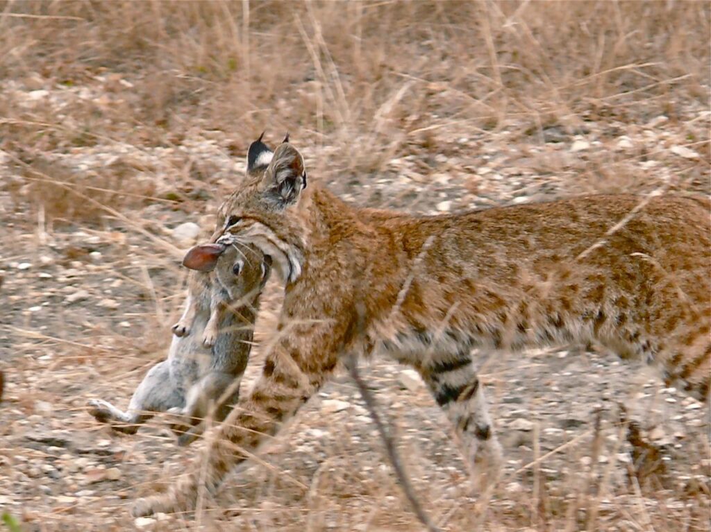 Bob Cat Hunting