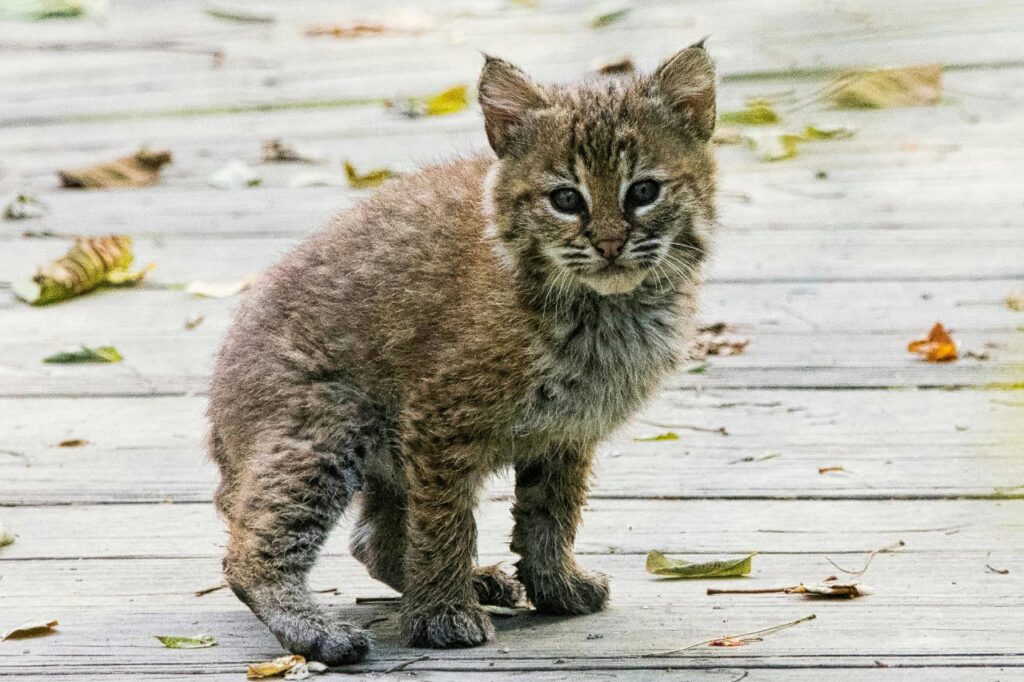 Bob Cat Kitten