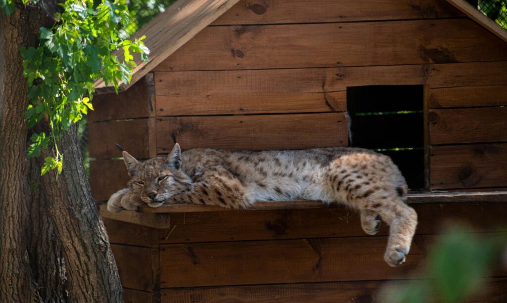Bob Cat Sleeping