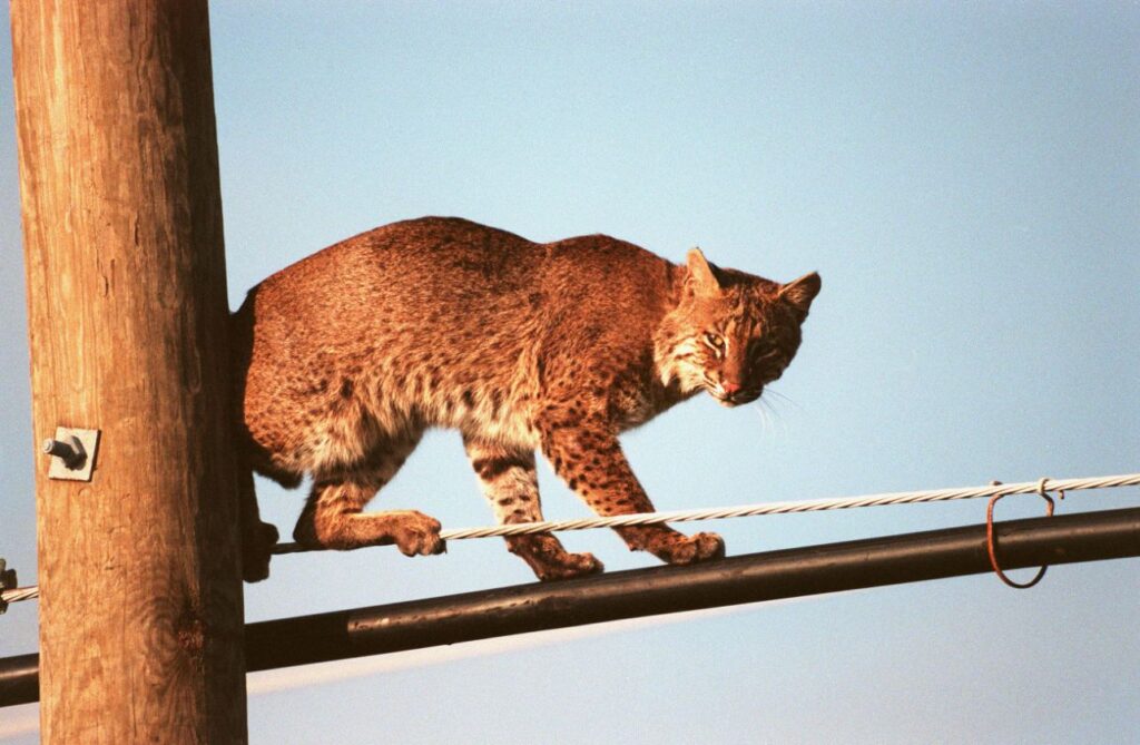 Bob Cat in city