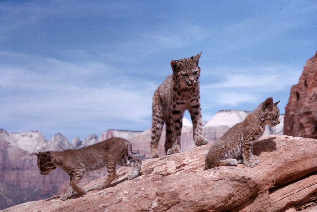 Bob Cats playing