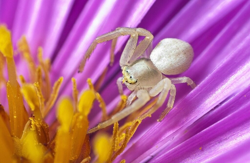 A Crab Spider