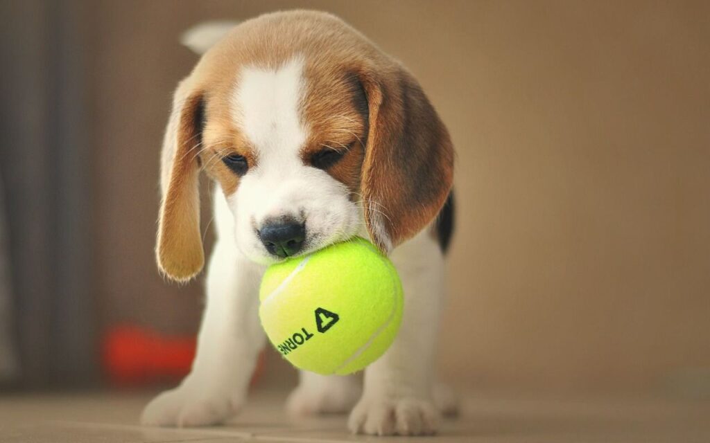 Beagle with tennis ball