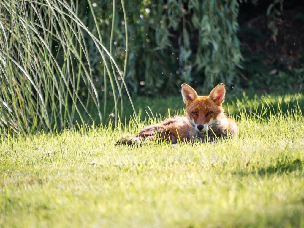 A fox lying down in the sunny green grass
